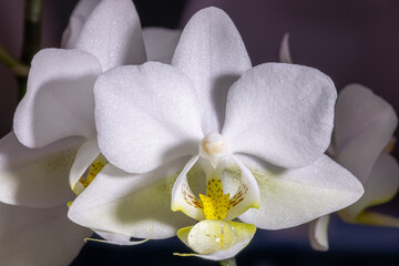 Obraz premium Mini Phalaenopsis Orchid Closeup