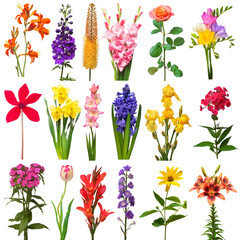 Collection summer of flowers bouquet freesia, carnation, lily, eremurus, gladiolus, iris, daffodil, phlox, hyacinth, canna, cyclamen, delphinium isolated on a white background. Top view, flat lay
