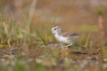 USA, Washington State. A Spotted Sandpiper (Actitis macularius) chick hunting insects. Redmond.