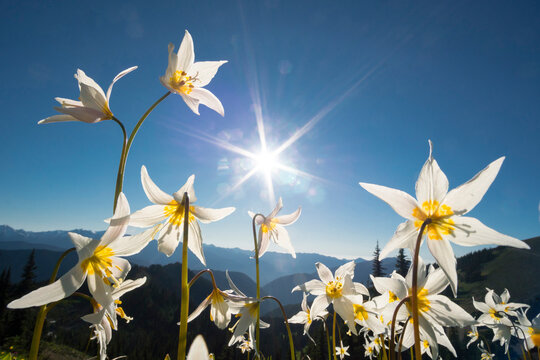 USA, Washington State. Avalanche Lilies (Erythronium Montanum) Backlit Against A Starburst Sky At Olympic National Park.