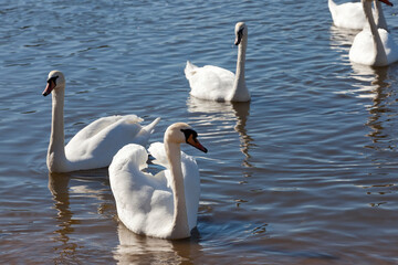 swans in spring