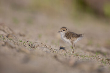 USA, Washington State. A Spotted Sandpiper (Actitis macularius) chick hunts for insects. Redmond.