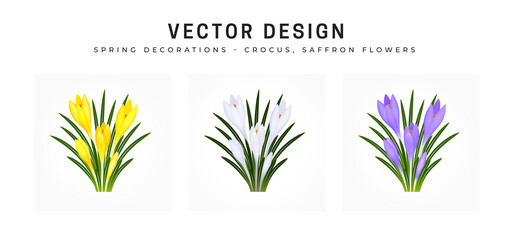 Crocus sativus, saffron flower. Set of bouquets of flowers in yellow, white and blue purple. Bushes of an early spring flower plant. Objects isolated on white background.