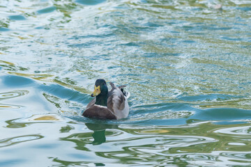 Mallard duck (Anas platyrhynchos) floating on water in sunny day. Close up portrait of  male wild duck