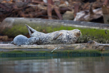 USA. Washington state, Puget Sound. Mother harbor seal (Phoca vitulina) with nursing pup in Everett.