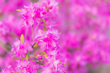 玄海ツツジ
Rhododendron