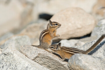USA. Mt. Rainier National Park. Least Chipmunks (Neotamias minimus) getting frisky in autumn.