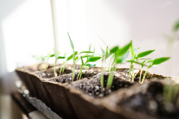 DIY green house, gardening at home on a windowsill during Covid-19