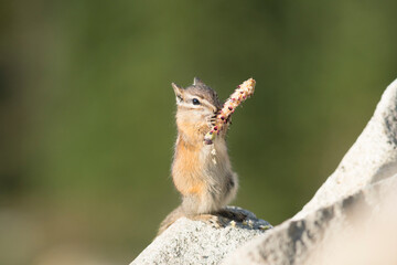 USA. Mt. Rainier National Park. Least Chipmunks (Neotamias minimus) eating seeds in autumn.