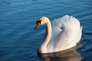 Swan in spring