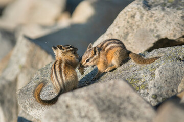 Obraz premium USA. Mt. Rainier National Park. Least Chipmunks (Neotamias minimus) food sharing in autumn.