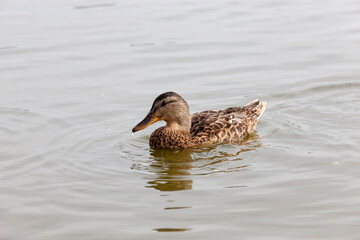 wild waterfowl ducks in nature