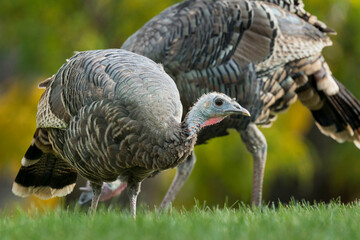 USA, Washington State. Wild turkeys (Meleagris gallopavo) foraging at Palouse Falls State Park.
