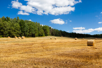 Fototapeta premium wheat straw is further used in agriculture,