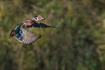USA, Washington State. A male Wood Duck (Aix sponsa) takes flight. Seattle.