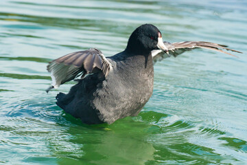 The American coot, also known as a mud hen or pouldeau, floating on water
