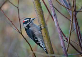 USA, Washington State. Male Downy Woodpecker (Picoides pubescens) searching for insects. Kirkland.