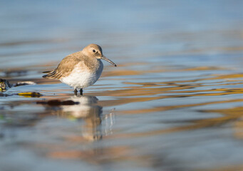 USA, Washington State. A lone Dunlin (Calidris alpina) forages in the shallows of Union Bay in November. Seattle.