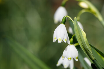 緑を背景に咲く白いスノーフレークの花