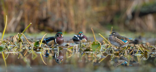 USA, Washington State. Male and female Wood Ducks (Aix sponsa) perched on lily pads on a quiet...