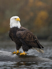 Obraz premium USA, Washington State. Bald Eagle (Haliaeetus leucocephalus) perched on log in Lake Washington, Kenmore.