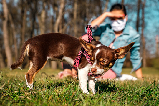 Chihuahua Close Up With Girl In Face Mask In The Park On Sunny Day.