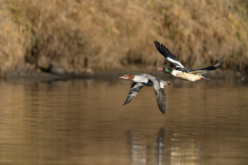USA, Washington State. Male and female Common Mergansers (Mergus merganser) in flight on Sammamish Slough, Kenmore.