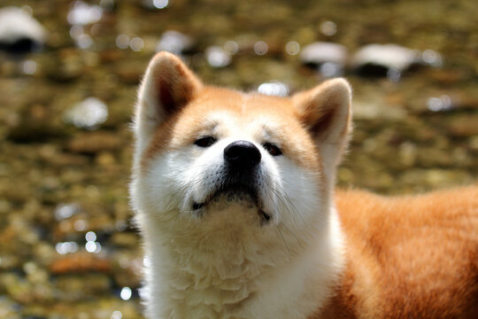 1 435 最適な 北海道犬 画像 ストック写真 ベクター Adobe Stock 1 435 最適な 北海道犬 画像 ストック写真 ベクター Adobe Stock