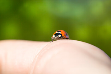 red-colored ladybug insect