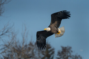 USA, Washington State. Bald Eagle (Haliaeetus leucocephalus) in flight over Lake Washington, Kenmore.