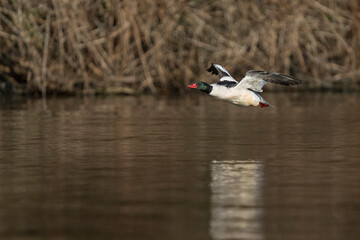 USA, Washington State. Common Mergansers (Mergus merganser) male flying over Sammamish Slough, Kenmore.
