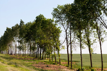 Obraz premium deciduous trees in the summer