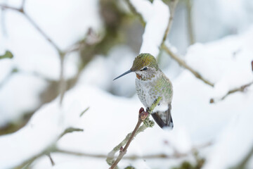 USA, Washington State. Anna's Hummingbird (Calypte anna) female on a perch in winter. Kirkland.