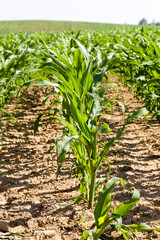 Fototapeta premium young corn sprouts in the spring season