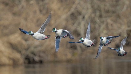USA, Washington State. Composite image of a male Bufflehead (Bucephala albeola) taking off from the Sammamish Slough. Kenmore.