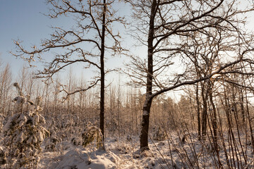 winter season with snow in the park or forest