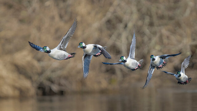 USA, Washington State. Composite image of a male Bufflehead (Bucephala albeola) taking off from the Sammamish Slough. Kenmore.