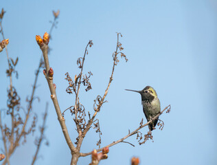 USA, Washington State. Anna's Hummingbird (Calypte anna) male on perch defending territory. Kirkland.