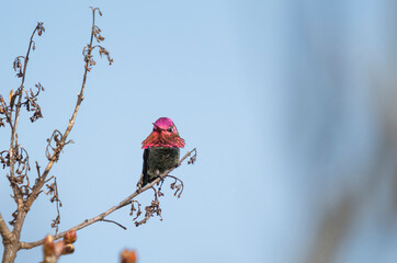 USA, Washington State. Anna's Hummingbird (Calypte anna) male flashes his Iridescent gorget. Kirkland.