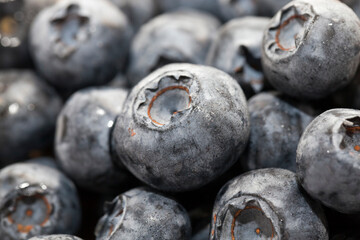harvested wild blueberries