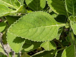 Green plant called Boldo da Terra in Brazil and is used to make tea and medicinal products.