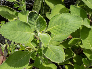 Green plant called Boldo da Terra in Brazil and is used to make tea and medicinal products.