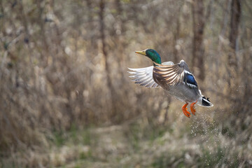 Obraz premium USA, Washington State. Male Mallard (Anas platyrhynchos) takes flight from Lake Washington. Kirkland.