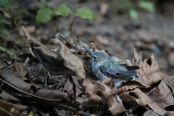 USA, Washington State. An Anna's Hummingbird chick (Calypte anna) who can't yet fly waits for mom's return after nest was destroyed by predators.