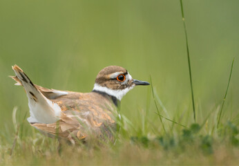 USA, Washington State. A Killdeer (Charadrius vociferus) near its nest feigns injury, Redmond.