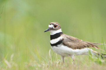 USA, Washington State. A Killdeer (Charadrius vociferus) near its nest on a grassy field, Redmond.