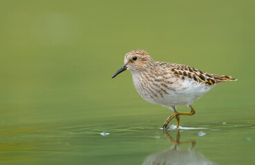 USA, Washington State. A Least Sandpipers (Calidris minutilla) forages in a shallow pond during spring migration in Redmond.
