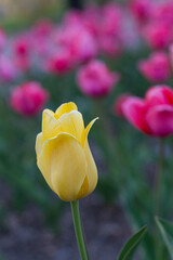 A yellow tulip stands out against a background of pink tulips