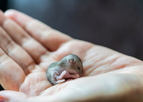 Close-up Of Hand Holding Baby Dwarf Hamster