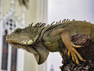 Giant iguana posing in Ecuador